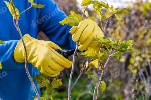Preview: Pruning currant bushes in autumn. The pruner in the hands of the gardener.