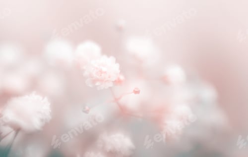 Preview: Soft focus blur gypsophila flower. Fog smoke nature horizontal copy space background.