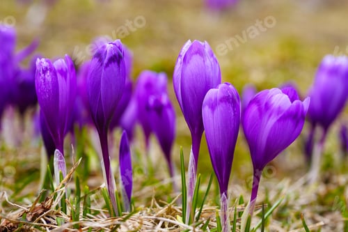 Preview: Purple crocus flowers in snow awakening in spring