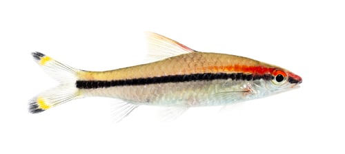 Preview: Side vie of a Denison barb, fish, Sahyadria denisonii, isolated
