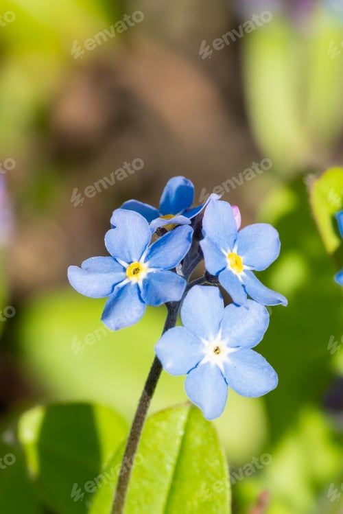 Preview: Myosotis alpestris or Alpine forget me not flowers flowers