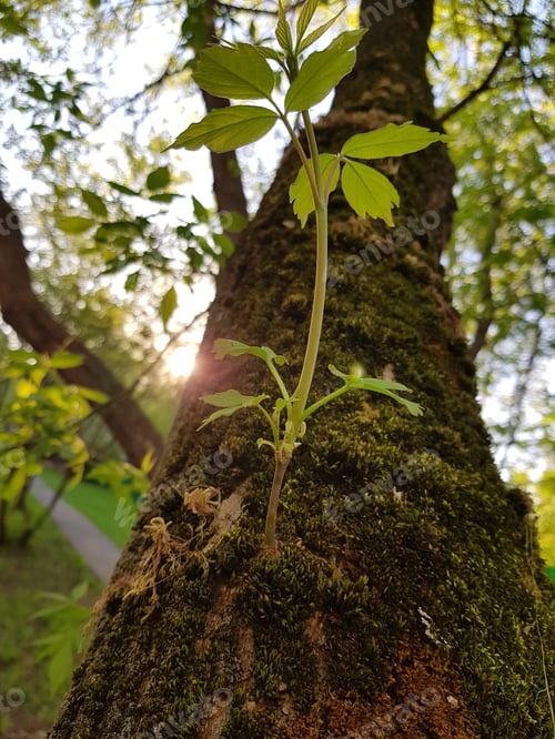 Preview: The growth of the tree makes its way through the moss to the sun.