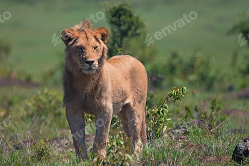 Preview: Young male lion