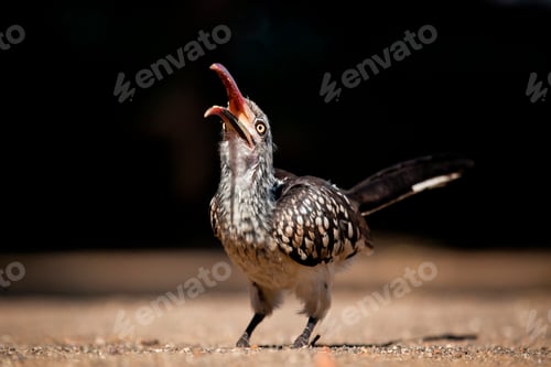 Preview: A southern red-billed hornbill, Tockus rufirostris, head facing up with beak open, looking away,