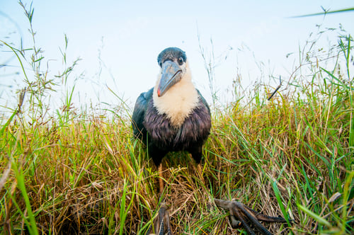 Preview: Woolly-necked stork or white necked stork, in the nature habitat, India.