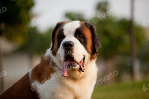 Preview: Portrait of Saint Bernard