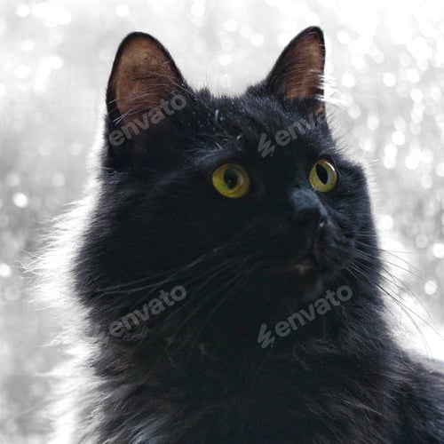 Preview: This is the sweetest black long hair cat in the world