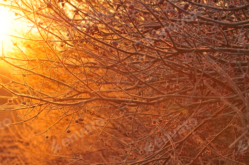 Preview: Bush branches at sunrise
