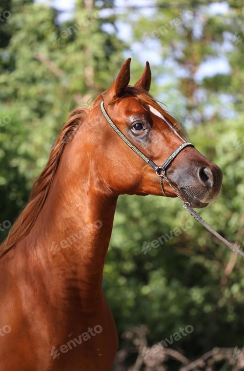 Preview: arabian, horse, mare, stallion, riding