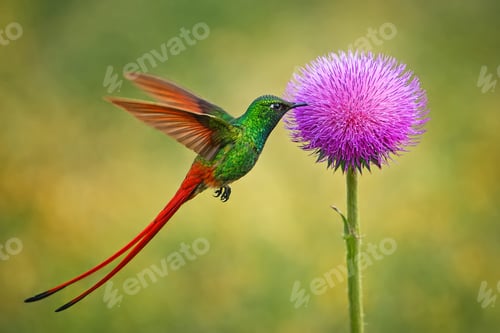 Preview: Red-Tailed Comet and a flower