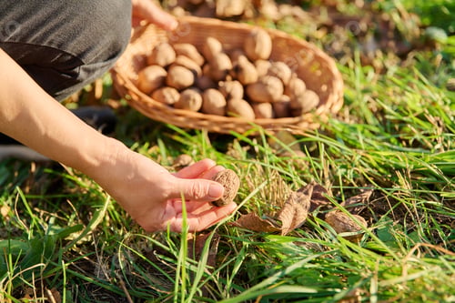 Preview: Close-up of ripe walnuts in hands of woman picking nuts in basket
