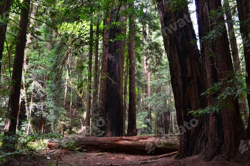 Preview: Muir Woods National Monument U.S. National Park Service, California redwoods forest landmark