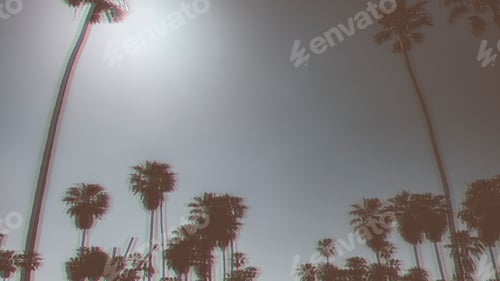Preview: Palm trees in California