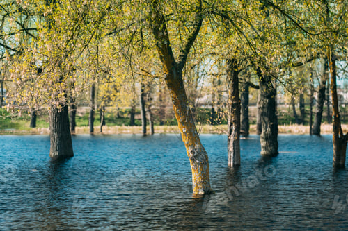 Preview: Trees That Standing In Water During Spring Flood Floodwaters. Ripples On Water. Water Deluge During