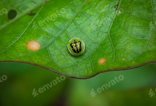 Preview: Cassida on a green leaf with blurry background.