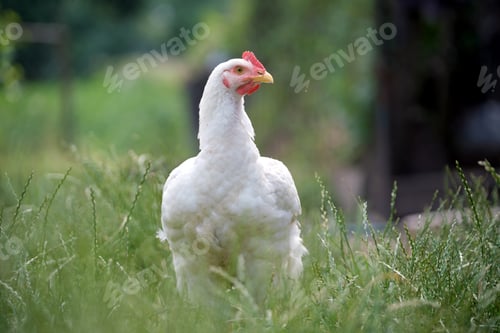 Preview: Hen feeding on traditional rural barnyard. Domestic chicken standing on yard lawn