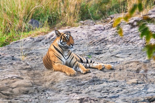 Preview: Beautiful Royal Bengal Tiger resting in Ranthambore National Park, Rajasthan, India