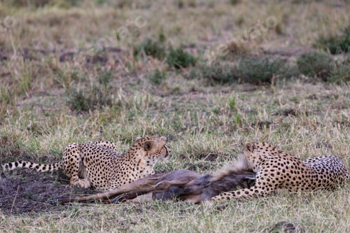 Preview: Cheetah Wildlife Wild Animas Maasai Mara National Game Reserve Kenya