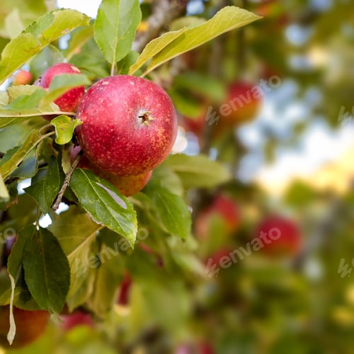 Preview: Fresh apple. Fresh apple in the garden.