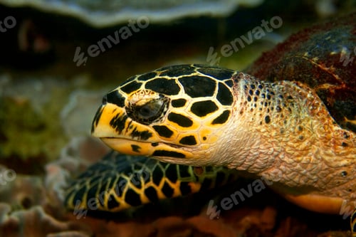 Preview: Hawksbill turtle
