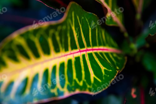 Preview: Croton plant leaf at Bali island