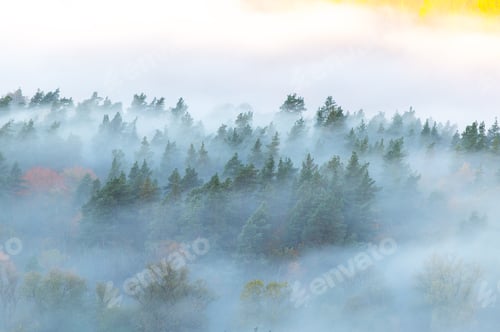 Preview: Autumn morning tapestry with pine forest tops in white mist, Gauja National Park Sigulda, Latvia