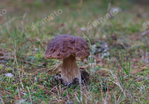 Preview: Boletus edulis in autumn forest
