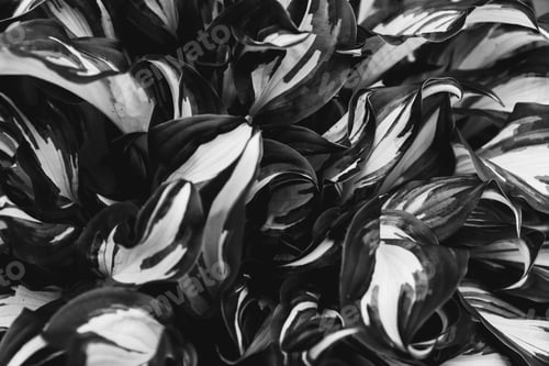 Preview: Black and white minimalistic leaves with drops. Great background for design