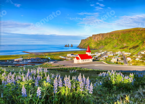 Preview: Breathtaking view of Vikurkirkja christian church in blooming lupine flowers.