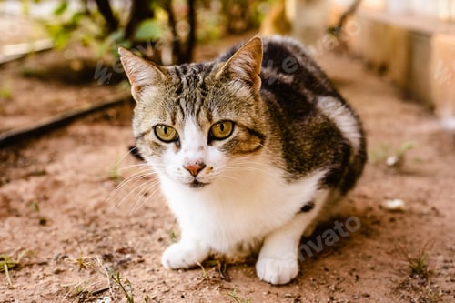 Preview: Domestic cat looking at camera