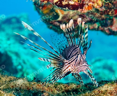 Preview: Coral reef underwater photo, shallow underwater seascape