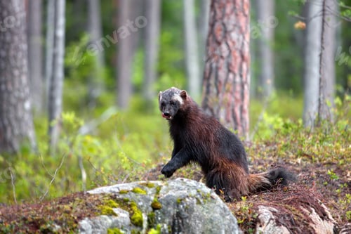 Preview: Closeup of a Wolverine animal in a forest in the daylight in Finland
