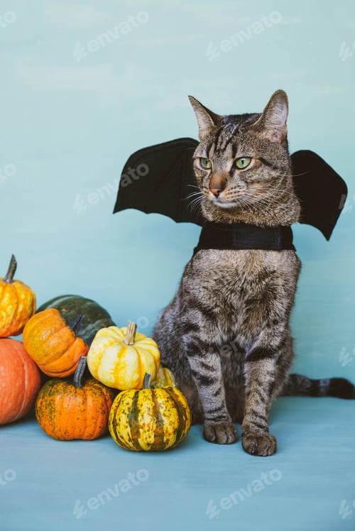 Preview: Cute funny tabby cat dressed as bat with black wings and orange pumpkins.
