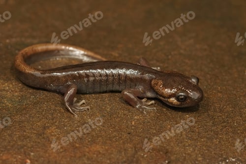 Preview: Closeup shot of a juvenile northwestern salamander, Ambystoma gracile on a wed springtime