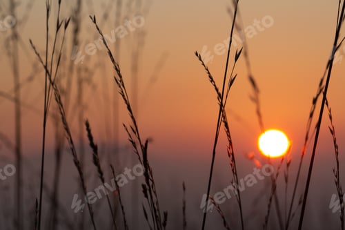 Preview: Sunset through grass
