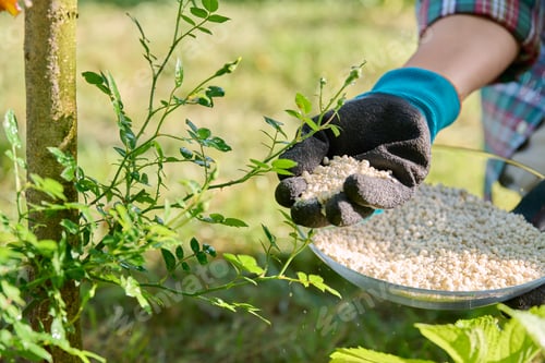 Preview: Granular mineral fertilizers for rose plants, spring and summer scheduled feeding