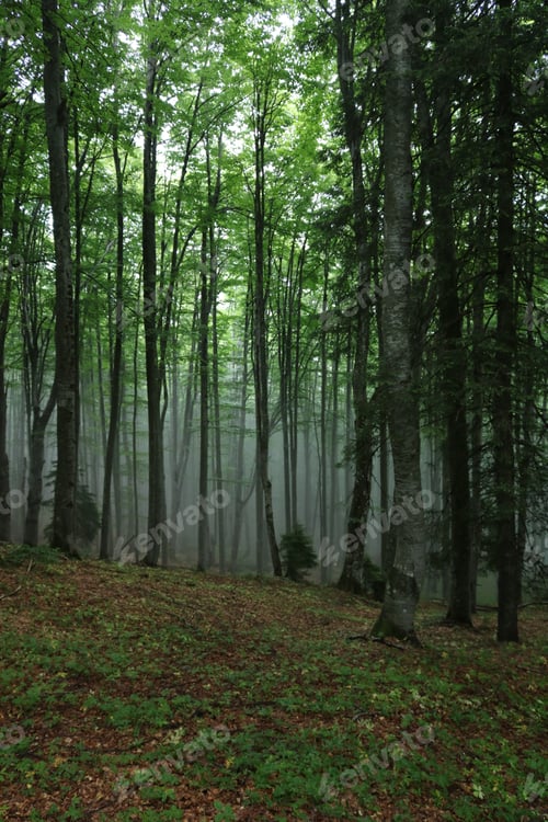 Preview: Fog and moody vibe into the forest after rain