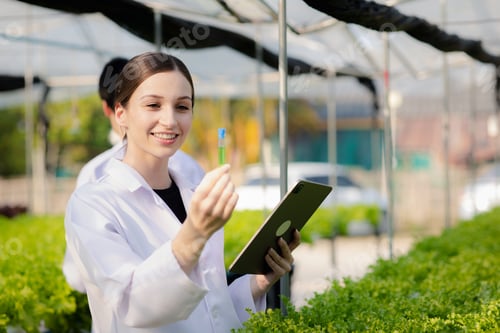 Preview: Researchers in hydroponic vegetable gardens are collecting samples to test vegetables grown from res