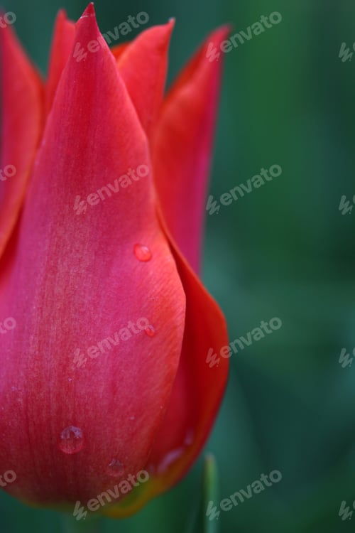 Preview: Red Tulip
