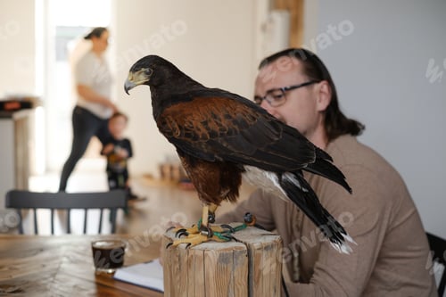 Preview: Buzzard eagle bird in the house with family