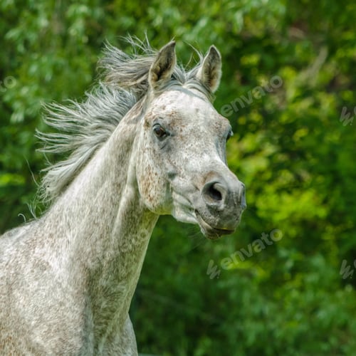 Preview: arabian, horse, mare, stallion, riding