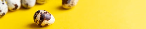 Preview: Creative layout with Fresh organic quail egg on bright yellow background. Quail eggs pattern. Happy