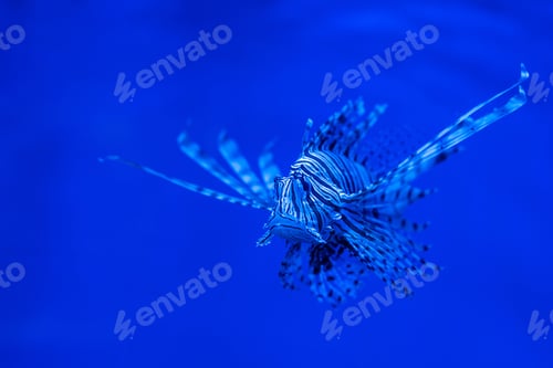 Preview: exotic striped fish swimming under water in aquarium with blue neon lighting