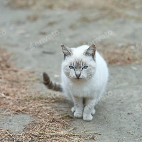 Preview: Adorable white cat with blue eyes sitting outdoors on a dirt path surrounded