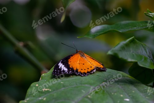 Preview: Close-up macro shot of a Cethosia biblis butterfly perched atop a lush green leaf