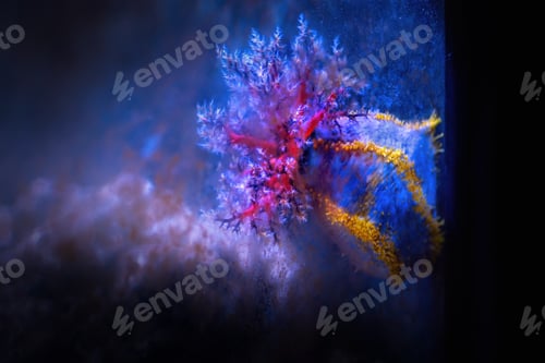 Preview: Violet Sea Apple (Pseudocolochirus violaceus) with red tentacles