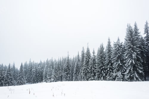 Preview: pine trees forest covered with snow on white sky background