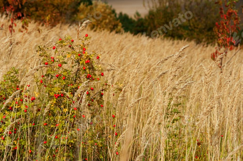 Preview: Rosehip branches full of red fruits on the background of a field with yellow, dry grass
