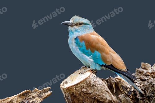 Preview: European roller (Coracias garrulus) bird