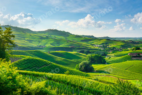 Preview: Vineyards on the rolling hills near the town of Barolo in the Langhe area, Piedmont, Italy